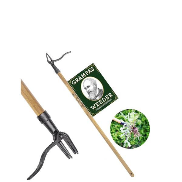 Grampa's Weeder - The Original Stand Up Weed Puller Tool with Long Handle - Made with Real Bamboo & 4-Claw Steel Head Design - Easily Remove Weeds Without Bending, Pulling, or Kneeling - Image 2